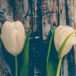 Meet your Posher, Treneice